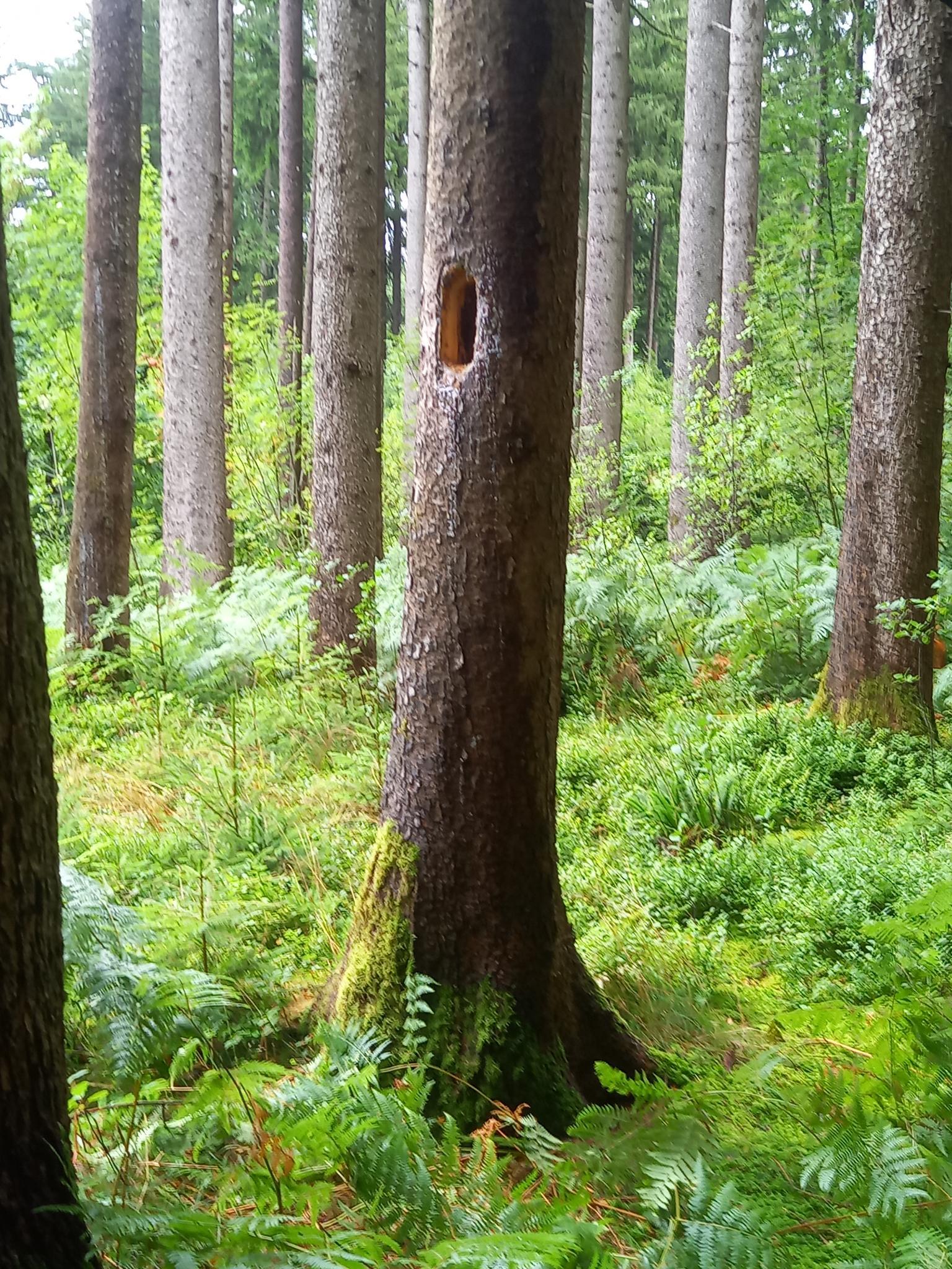 Sommer_Waldkäfer Kindergarten_70