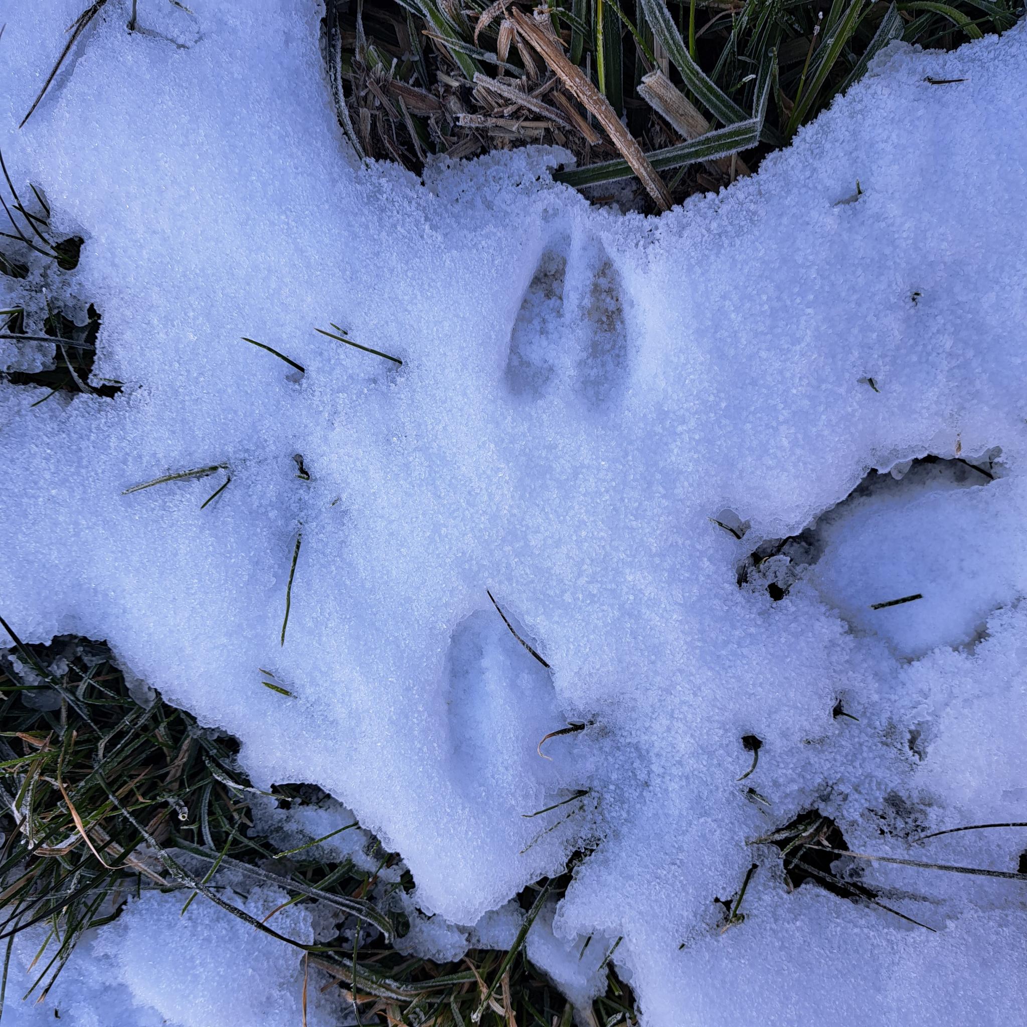 Winter_Waldkäfer Kindergarten_342