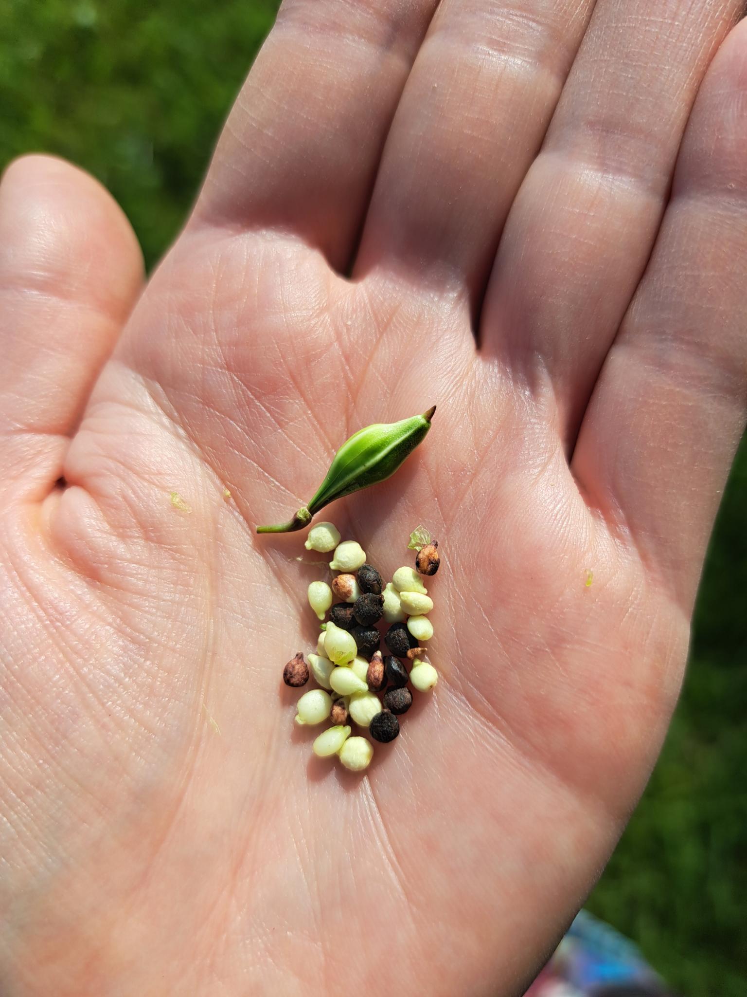 Herbst_Waldkäfer Kindergarten_19